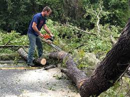 How Our Tree Care Process Works  in  Fairfield Harbour, NC